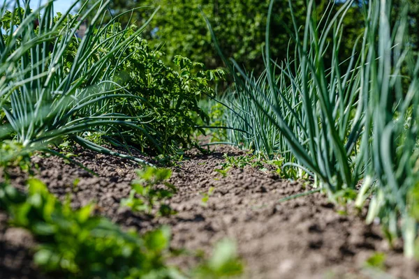 Jardinería ecológica, jardín campestre con verduras, cebolla, patatas y — Foto de Stock