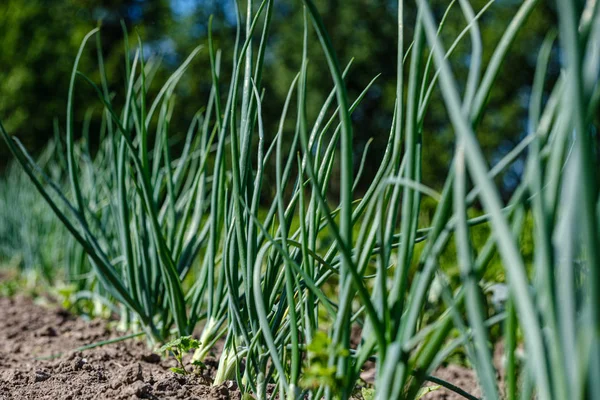 Ekologická zahrádka, Venkovská zahrada se zeleninou, cibulí, potatos — Stock fotografie