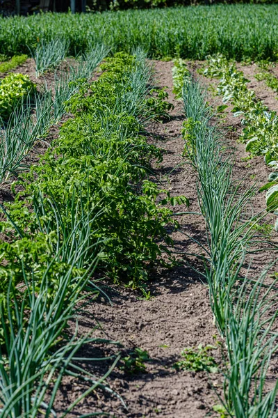 Jardinería ecológica, jardín campestre con verduras, cebolla, patatas y —  Fotos de Stock