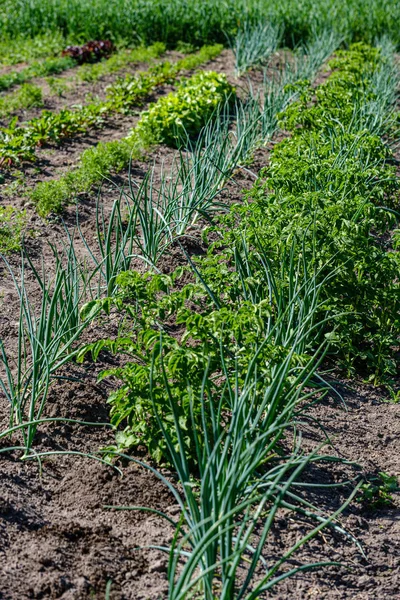 Jardinería ecológica, jardín campestre con verduras, cebolla, patatas y —  Fotos de Stock