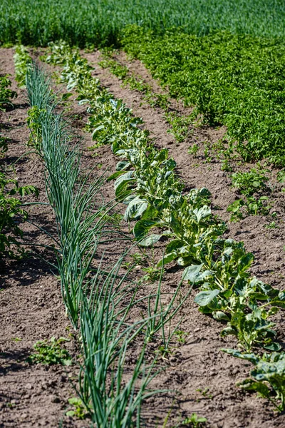 Jardinería ecológica, jardín campestre con verduras, cebolla, patatas y — Foto de Stock