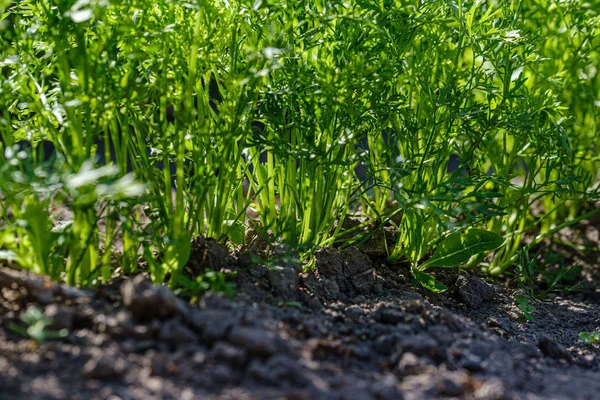 Jardinería ecológica, jardín campestre con verduras, cebolla, patatas y —  Fotos de Stock