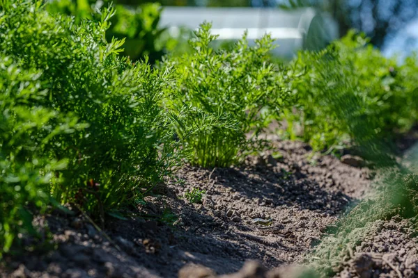 Jardinería ecológica, jardín campestre con verduras, cebolla, patatas y —  Fotos de Stock