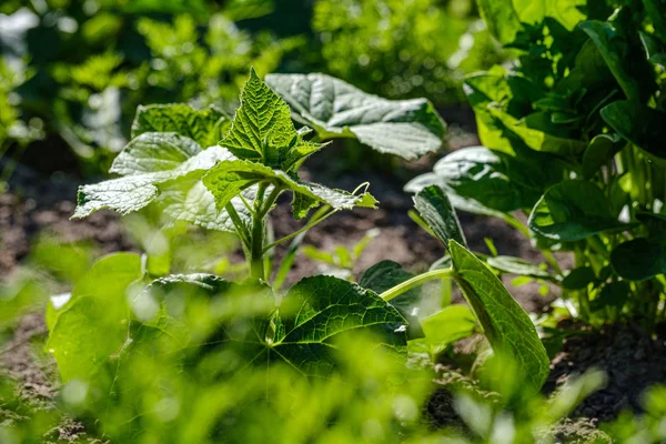 Jardinería ecológica, jardín campestre con verduras, cebolla, patatas y —  Fotos de Stock