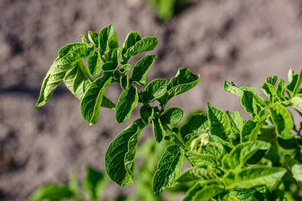 Jardinage écologique, jardin de campagne avec légumes, oignon, pommes de terre an — Photo