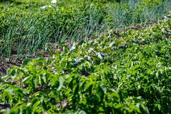 Jardinería ecológica, jardín campestre con verduras, cebolla, patatas y —  Fotos de Stock