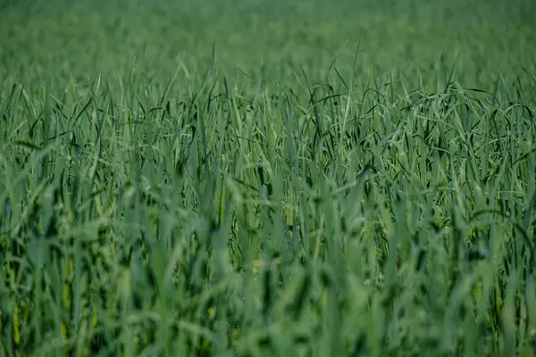 Grünes Gras auf der Weide mit Unschärfeeffekt — Stockfoto