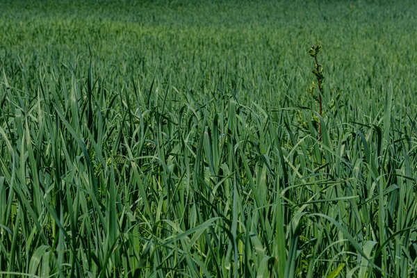 Hierba verde en prados con efecto difuminado —  Fotos de Stock