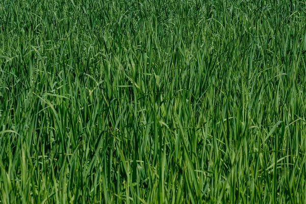 Grönt gräs i ängs bete med oskärpa effekt — Stockfoto