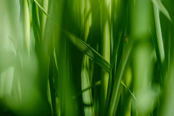 Hierba verde en prados con efecto difuminado — Foto de Stock