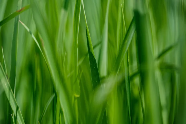 Grönt gräs i ängs bete med oskärpa effekt — Stockfoto