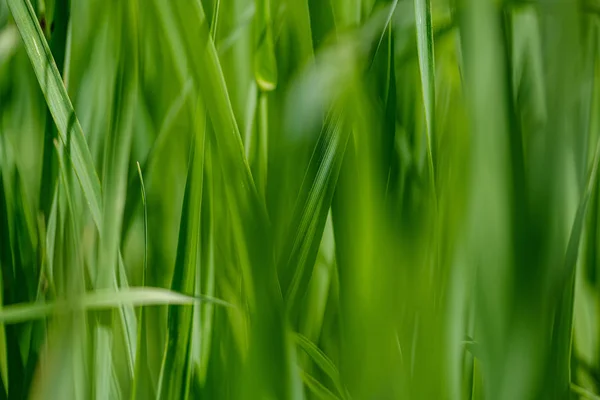 Zielona trawa na pastwiskach łąkowych z efektem rozmycia — Zdjęcie stockowe