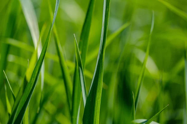 Hierba verde en prados con efecto difuminado — Foto de Stock