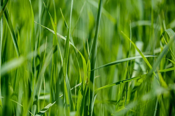 Hierba verde en prados con efecto difuminado —  Fotos de Stock