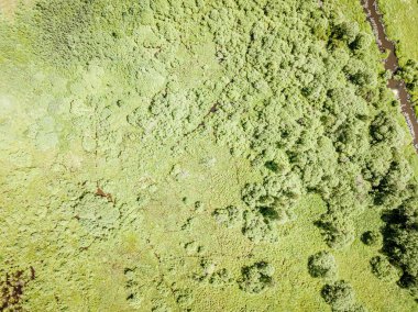 yaz aylarında drone havadan görüntü sonsuz yeşil orman