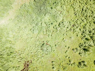 yaz aylarında drone havadan görüntü sonsuz yeşil orman