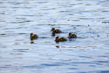 nehir gölü suda yüzen küçük ördek yavrusu ile anne ördek olmak