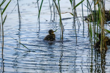 nehir gölü suda yüzen küçük ördek yavrusu ile anne ördek olmak