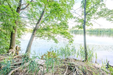 ormandaki orman gölünde sakin yaz günü akşamı