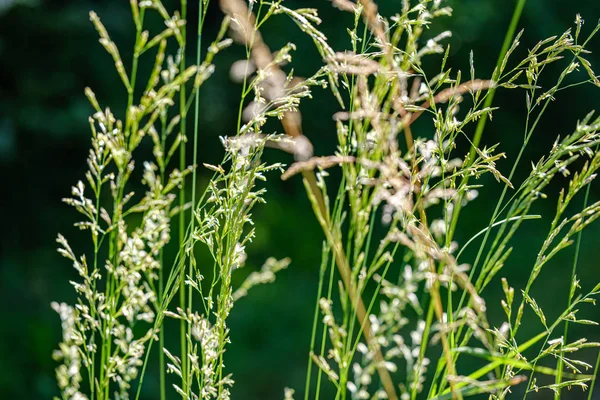 Зеленая трава на лугу пастбища с эффектом размытия — стоковое фото