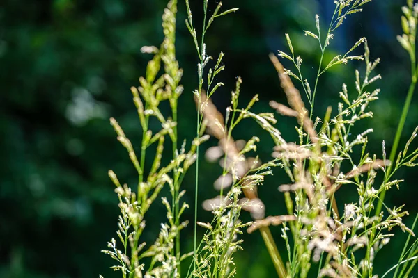 Зеленая трава на лугу пастбища с эффектом размытия — стоковое фото