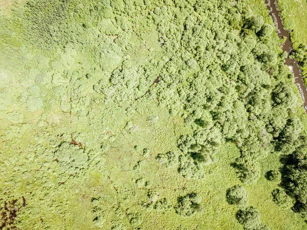 Eindeloze groene bos van drone luchtfoto in de zomer — Stockfoto