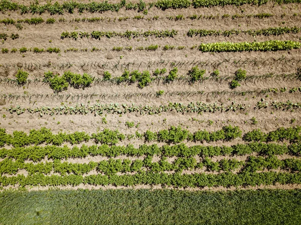 Jardinagem eco, jardim do país com legumes, cebola, potatos e — Fotografia de Stock