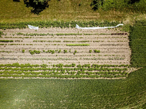 Jardinagem eco, jardim do país com legumes, cebola, potatos e — Fotografia de Stock