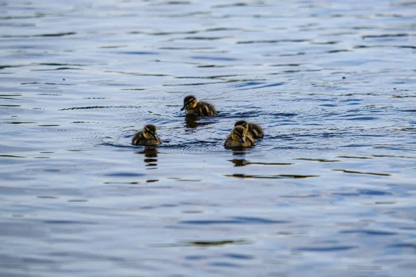 Nehir gölü suda yüzen küçük ördek yavrusu ile anne ördek olmak — Stok fotoğraf