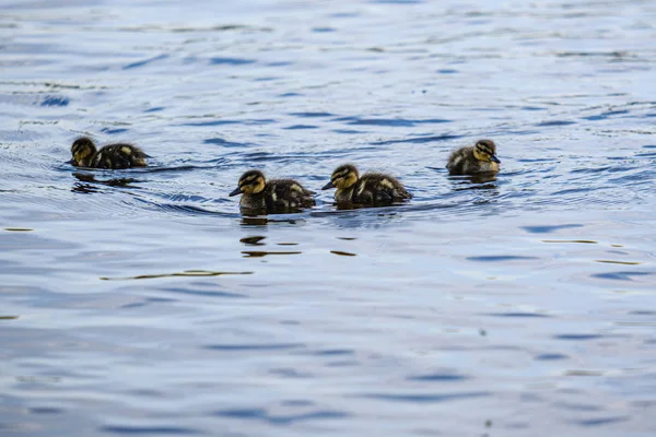 Pato mãe com pequenos patinhos nadando na água do lago do rio ser — Fotografia de Stock
