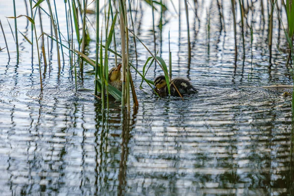 Μητέρα πάπια με μικρά παπάκια κολύμπι στο νερό της λίμνης του ποταμού να — Φωτογραφία Αρχείου