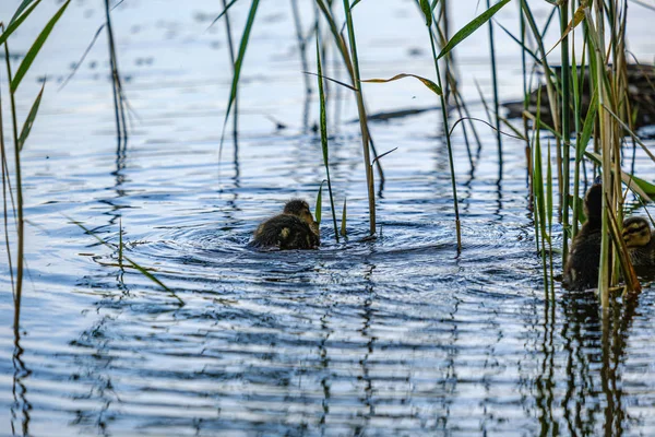 Pato madre con patitos pequeños nadando en el agua del lago del río ser — Foto de Stock