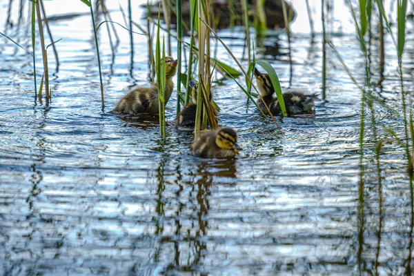 Entenmutter mit kleinen Entchen schwimmt im Flusswasser — Stockfoto