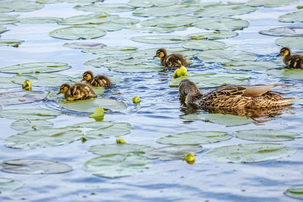 Pato mãe com pequenos patinhos nadando na água do lago do rio ser — Fotografia de Stock