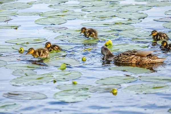 Pato mãe com pequenos patinhos nadando na água do lago do rio ser — Fotografia de Stock