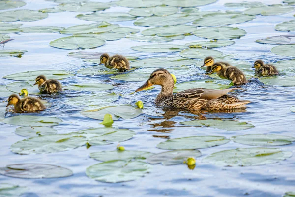 Мати качка з маленькими каченятами, що плавають в річці озеро вода — стокове фото