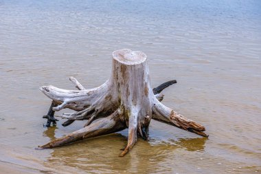 eski kuru ağaç gövde günlükleri plaj ayakın denizde suda döşeme