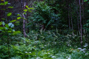 yeşil folaige bitki örtüsü ile yemyeşil yaz ormanı, ağaç dalları 