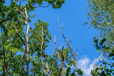 yaz aylarında ormanda koyu yeşil bulanıklık arka plan üzerinde ağaç gövdeleri