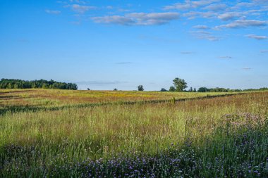 kırsal kesimde hasat için hazır mahsul sonsuz alanlar