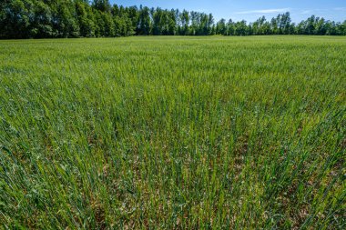 kırsal kesimde hasat için hazır mahsul sonsuz alanlar