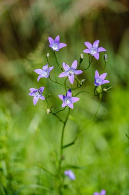 yeşil bulanıklık arka plan üzerinde renkli yaz küçük çiçekler