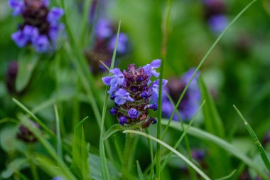 yeşil bulanıklık arka plan üzerinde renkli yaz küçük çiçekler