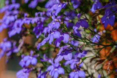 yeşil bulanıklık arka plan üzerinde renkli yaz küçük çiçekler