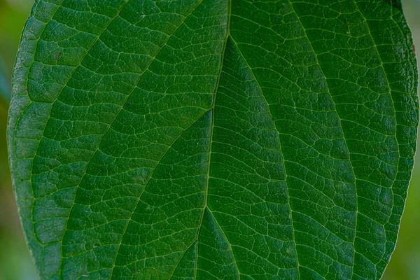 Green leaves on blur background. vegetation foliage abstract — Stock Photo, Image