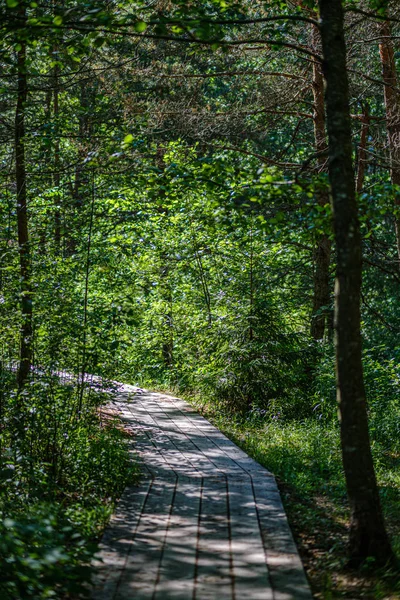 Lungomare in legno percorso footh passerella in verde fogliame sourroundings — Foto Stock