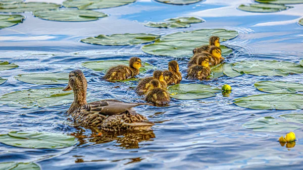 Pato mãe com pequenos patinhos nadando na água do lago do rio ser — Fotografia de Stock