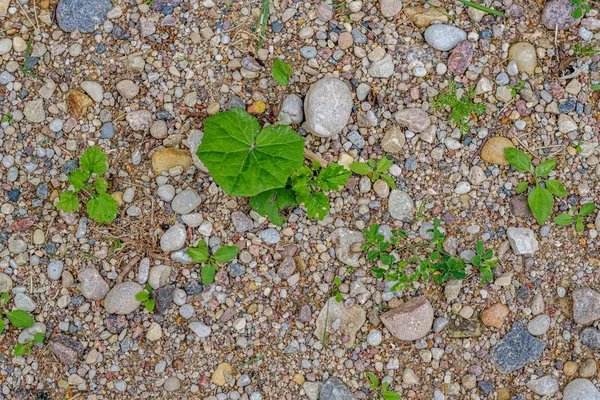 砂と小石の砂利の汚れ道路の質感 — ストック写真