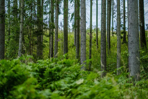 Fa fatörzsek a sötétzöld elmosódott háttér erdő nyáron — Stock Fotó