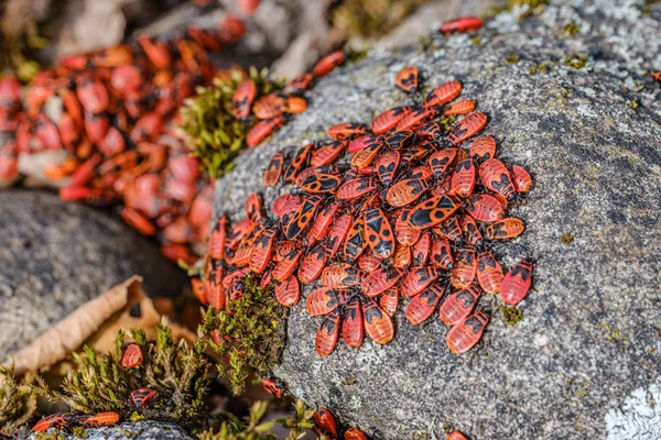 Pequeños beatles rojos anidando en las rocas en verano. Pyrrocoris ap —  Fotos de Stock